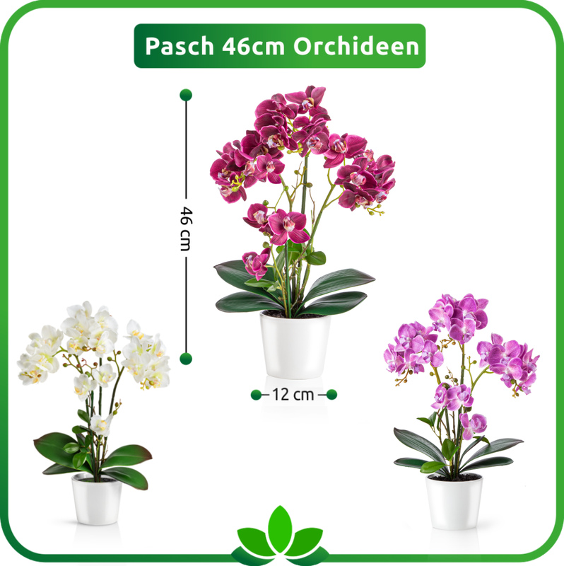 Größenvergleich von drei Orchideenfarben, 46 cm hoch