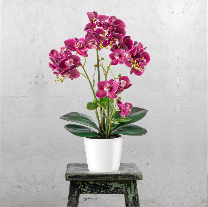 Orchidee auf altem Holzschemel vor Betonwand