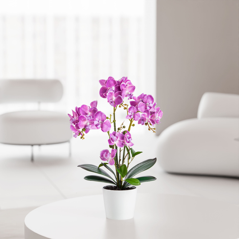 Rosa Zimmerpflanze Orchidee – edle Dekoblume für Wohnräume