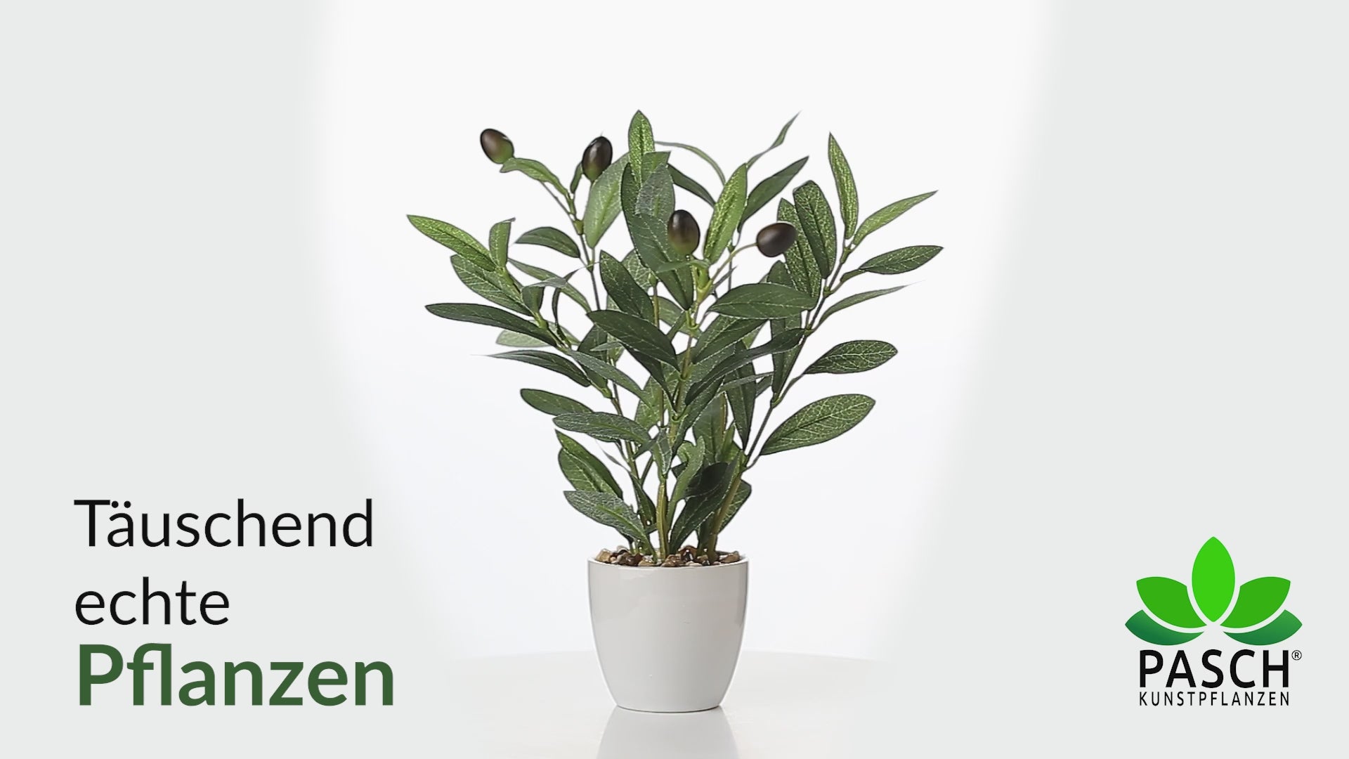 Dekorativer Mini Olivenbaum im eleganten weißen Keramiktopf, 42 cm