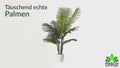 Areca Kunstpalme in schicker, moderner Inneneinrichtung platziert
